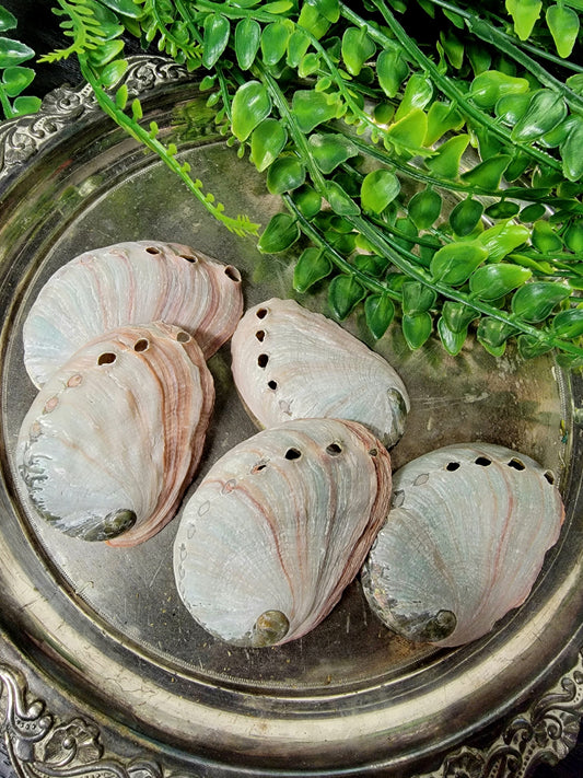 Red Abalone Shell