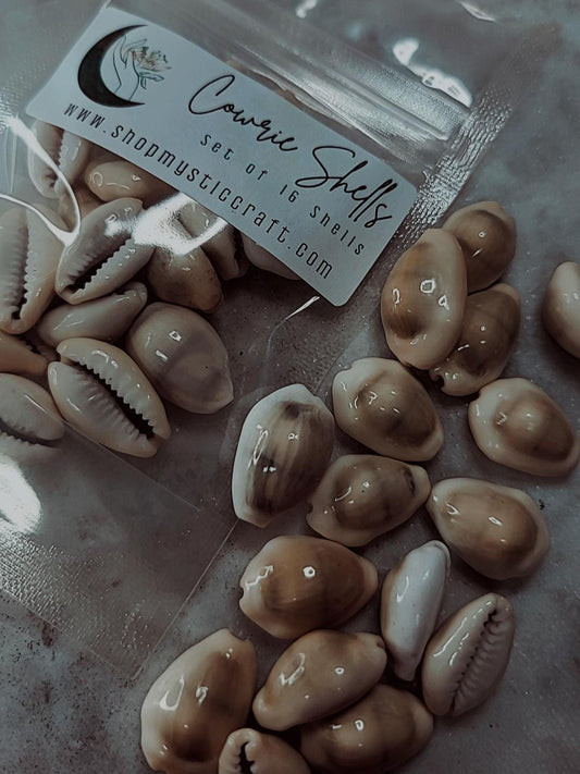 Cowrie Shells